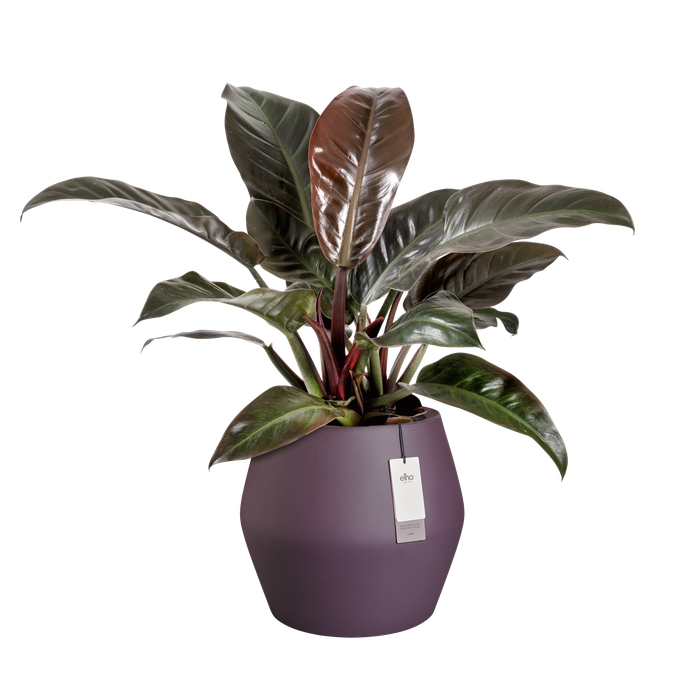 june split low 46cm vintage prune